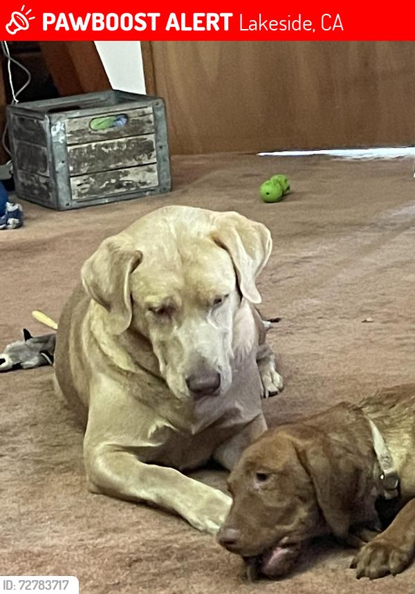 Lost Male Dog last seen Manzanita rd and legendale, Lakeside, CA 92040