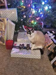 Lost Male Cat last seen Powerhouse Rd. & Kern Rd. , Yakima, WA 98902