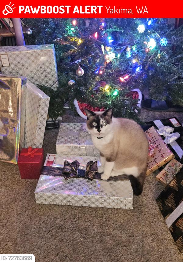 Lost Male Cat last seen Powerhouse Rd. & Kern Rd. , Yakima, WA 98902