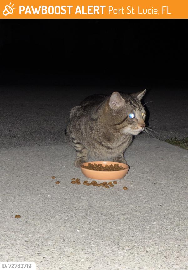 Found/Stray Male Cat last seen Grand Dr & Lennard Rd, Port St. Lucie, FL 34952
