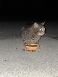 Found/Stray Male Cat last seen Grand Dr & Lennard Rd, Port St. Lucie, FL 34952