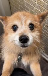 Lost Male Dog last seen Near Seminole lane and by the local creek!, Carol Stream, IL 60188