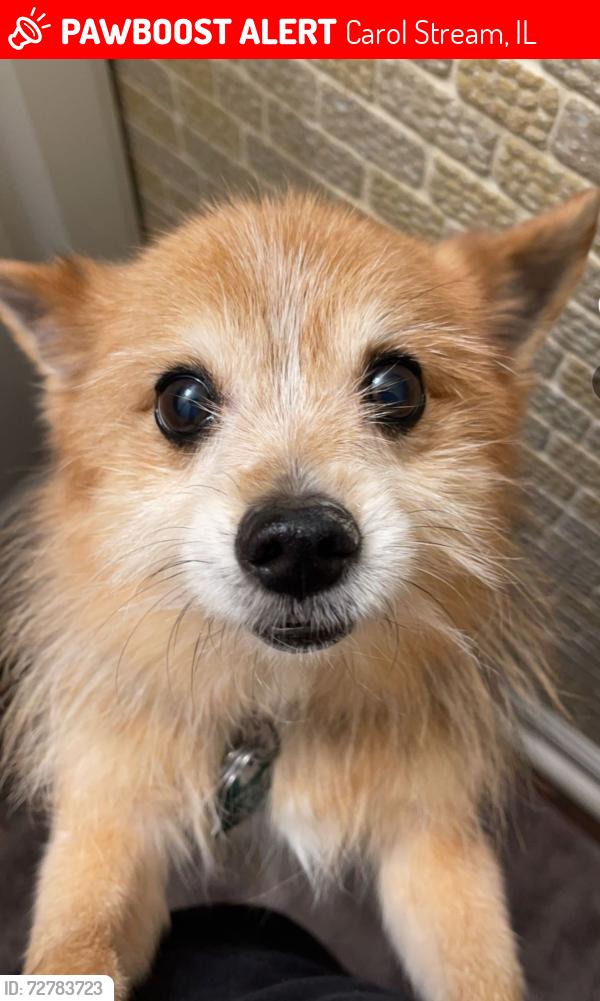 Lost Male Dog last seen Near Seminole lane and by the local creek!, Carol Stream, IL 60188