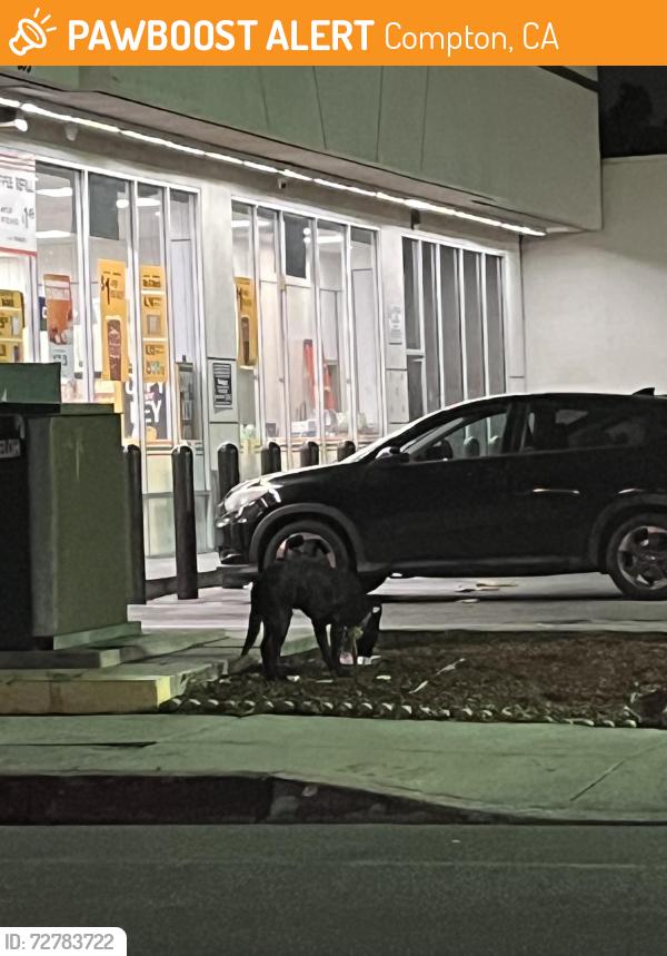 Found/Stray Male Dog last seen Rosecrans / Alondra, 7-Eleven , Compton, CA 90220