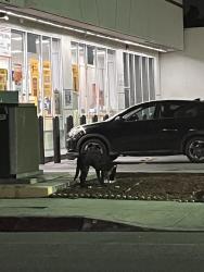 Found/Stray Male Dog last seen Rosecrans / Alondra, 7-Eleven , Compton, CA 90220