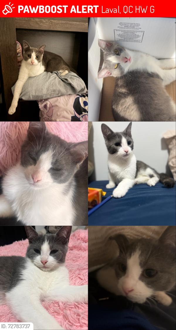 Lost Male Cat last seen Near rue bertin, Laval, QC H7W 0G8