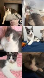 Lost Male Cat last seen Near rue bertin, Laval, QC H7W 0G8