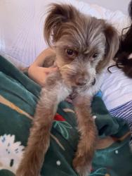 Lost Male Dog last seen 3rd street, T-line train, Bayview Hunters Point Foundation, San Francisco, CA 94124