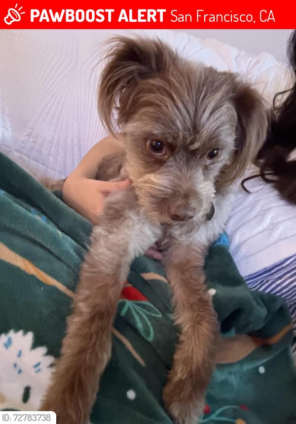 Lost Male Dog last seen 3rd street, T-line train, Bayview Hunters Point Foundation, San Francisco, CA 94124