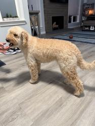 Found/Stray Female Dog last seen Cross street if 131st street, Fairwood, WA 98058