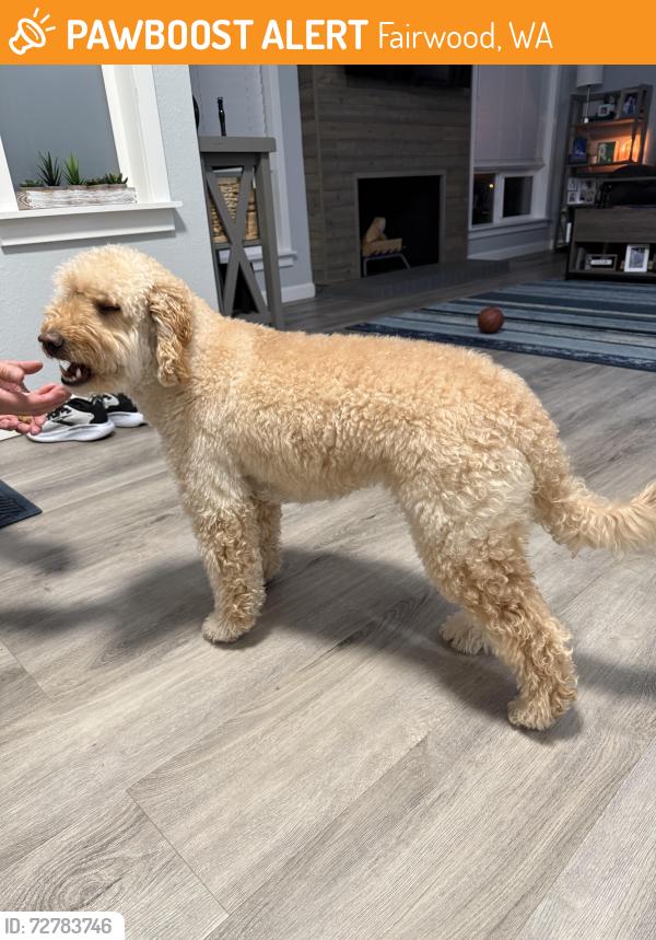 Found/Stray Female Dog last seen Cross street if 131st street, Fairwood, WA 98058
