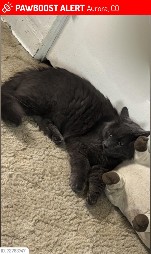 Lost Male Cat last seen E 11th Ave & Peoria St, Aurora, CO 80010