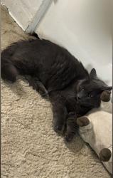 Lost Male Cat last seen E 11th Ave & Peoria St, Aurora, CO 80010