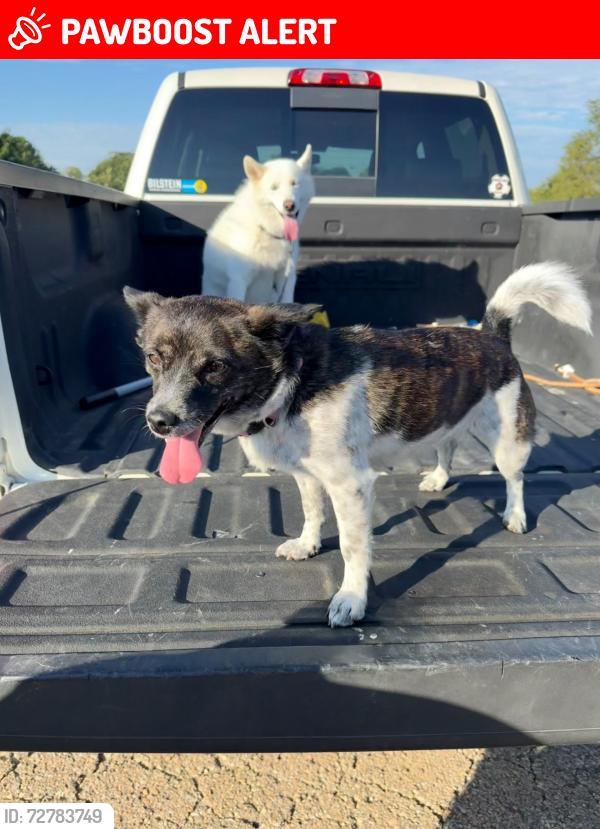 Lost Female Dog last seen Tecumseh Rd & SE 29th ST, Tecumseh Township, KS 66605