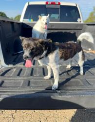 Lost Female Dog last seen Tecumseh Rd & SE 29th ST, Tecumseh Township, KS 66605