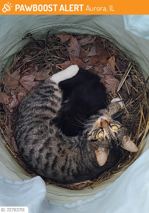 Found/Stray Female Cat last seen Mccoy and Kautz Rd, Aurora, IL 60504