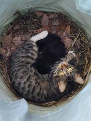 Found/Stray Female Cat last seen Mccoy and Kautz Rd, Aurora, IL 60504