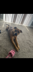 Lost Male Dog last seen Vivion rd, Kansas City, MO 64118
