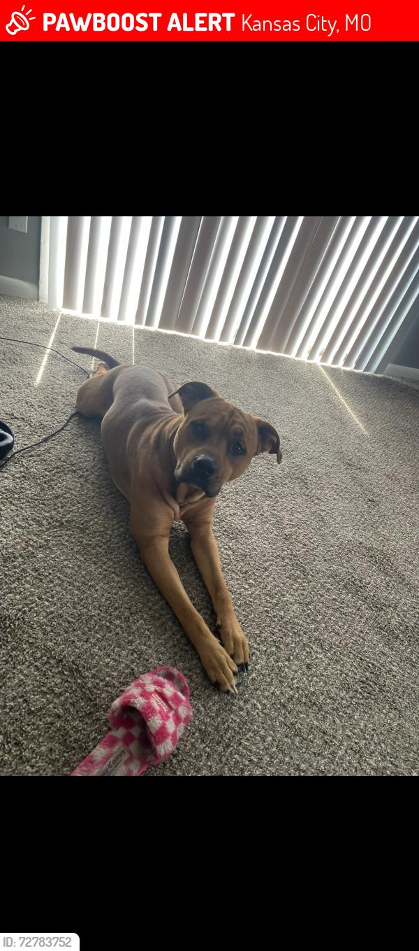 Lost Male Dog last seen Vivion rd, Kansas City, MO 64118