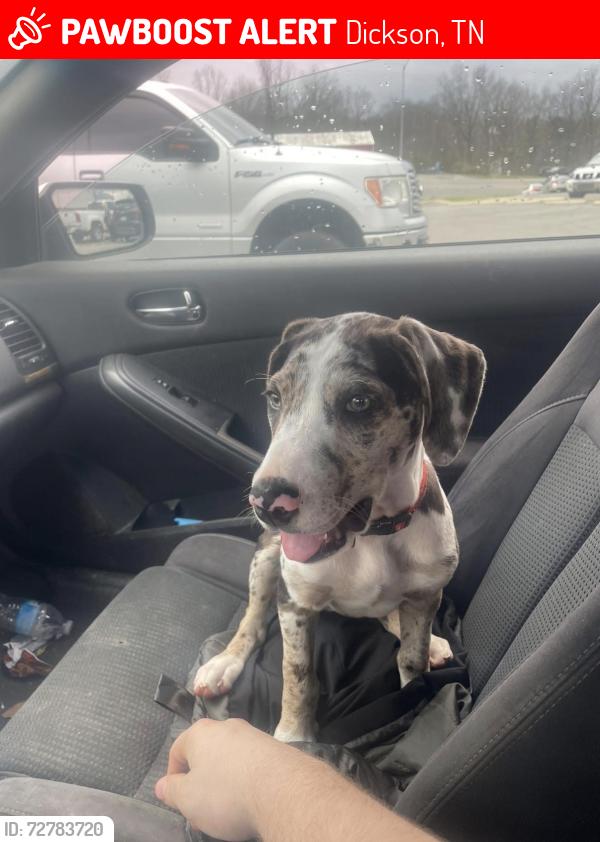 Lost Female Dog last seen Nick Mayer Chevrolet Buick GMC of Dickson Car Dealership, Dickson, TN 37055