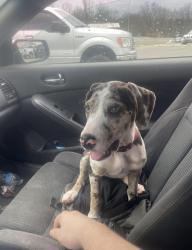Lost Female Dog last seen Nick Mayer Chevrolet Buick GMC of Dickson Car Dealership, Dickson, TN 37055