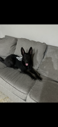 Lost Female Dog last seen Deer springs & Clayton , North Las Vegas, NV 89084