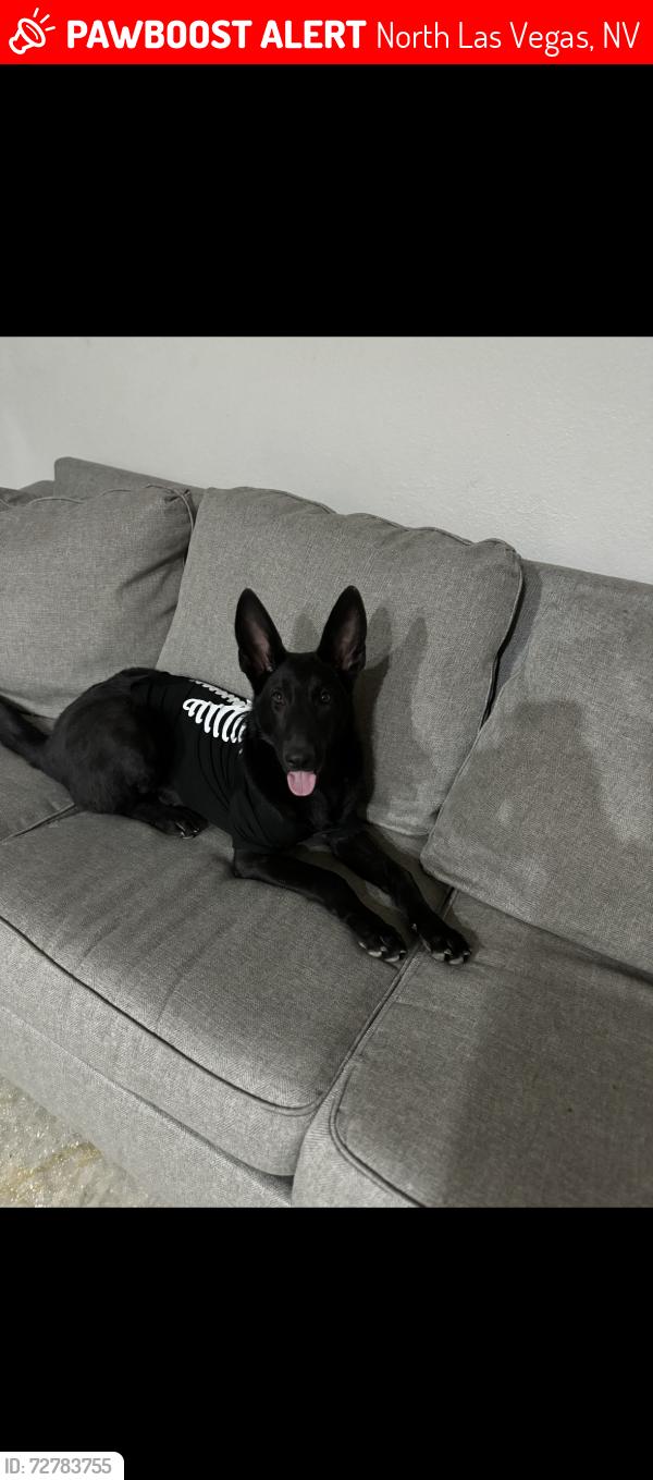 Lost Female Dog last seen Deer springs & Clayton , North Las Vegas, NV 89084