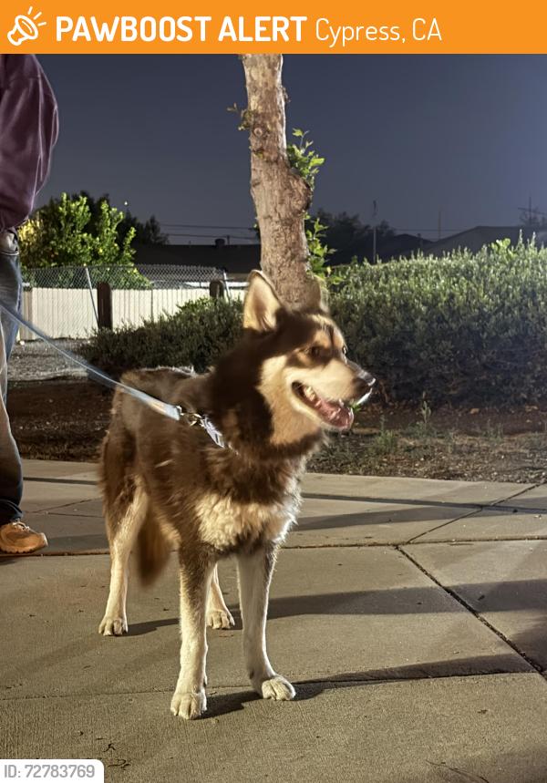 Found/Stray Unknown Dog last seen Between Valleyview and Walker in CYPRESS. 90630, Cypress, CA 90630