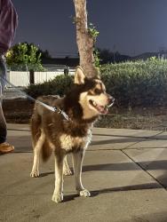Found/Stray Unknown Dog last seen Between Valleyview and Walker in CYPRESS. 90630, Cypress, CA 90630