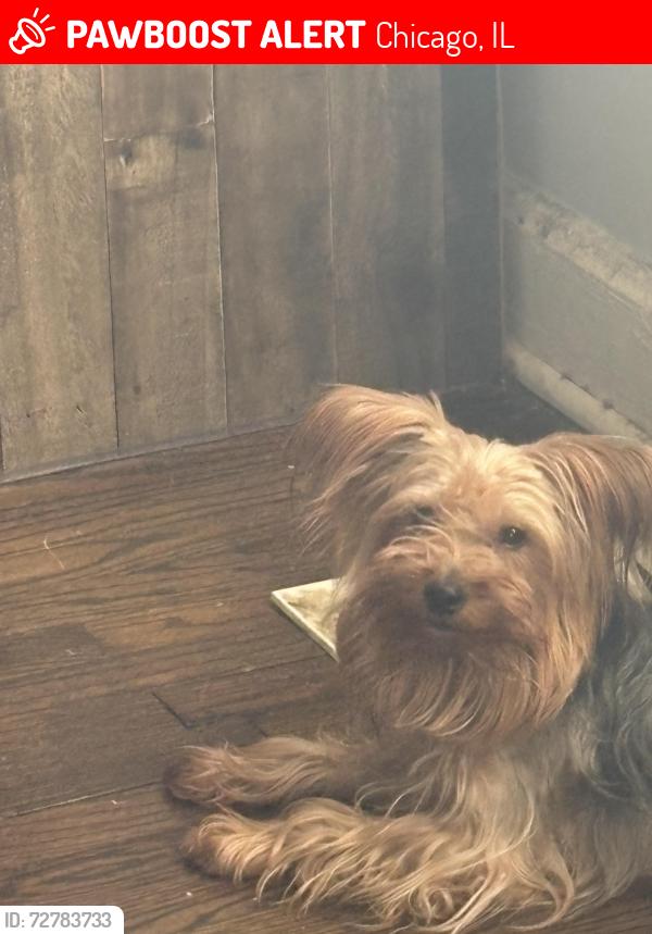 Lost Male Dog last seen S Hoxie Avenue & E 107th St, Chicago, IL 60617