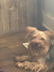 Lost Male Dog last seen S Hoxie Avenue & E 107th St, Chicago, IL 60617