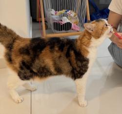 Lost Female Cat last seen E Shamrock Dr & S McQueen Rd, Chandler, AZ 85248
