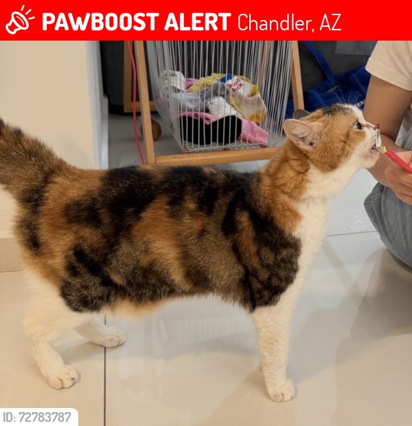 Lost Female Cat last seen E Shamrock Dr & S McQueen Rd, Chandler, AZ 85248