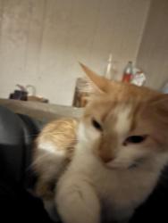 Lost Female Cat last seen deer Creek rv park , Topeka, KS 66607