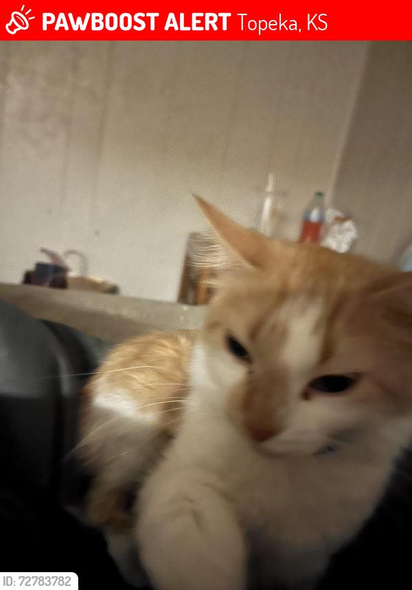 Lost Female Cat last seen deer Creek rv park , Topeka, KS 66607