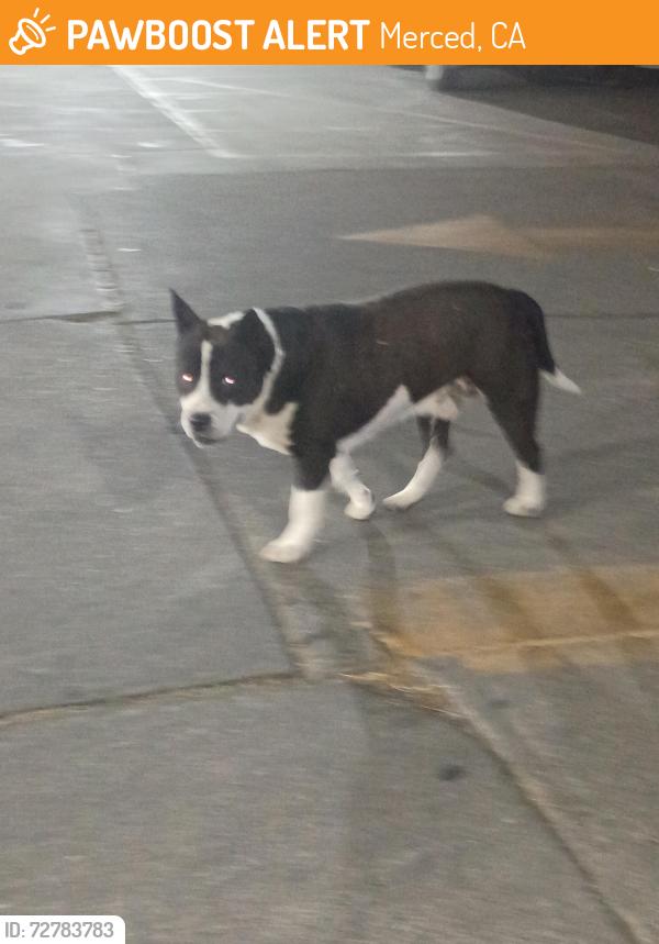 Found/Stray Male Dog last seen He's usually on S Street , Merced, CA 95341