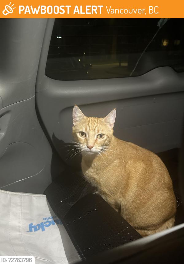 Found/Stray Unknown Cat last seen East 32nd Avenue and Argyle St, Vancouver, BC 