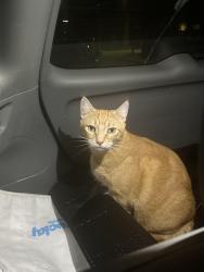 Found/Stray Unknown Cat last seen East 32nd Avenue and Argyle St, Vancouver, BC 