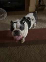 Found/Stray Male Dog last seen On 9th street Hansen park, Kennewick, WA 99336