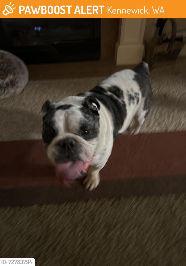 Found/Stray Male Dog last seen On 9th street Hansen park, Kennewick, WA 99336