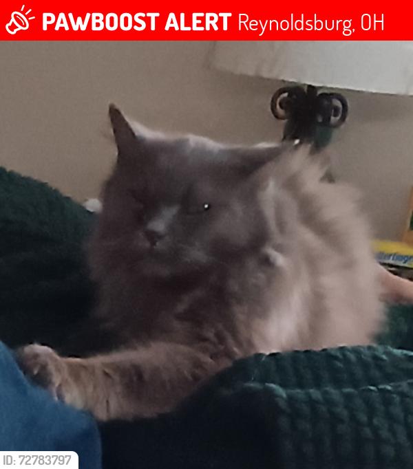 Lost Female Cat last seen N. Belmar St., Reynoldsburg, OH 43068
