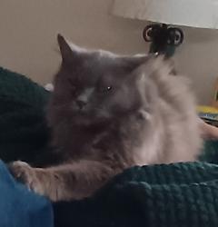 Lost Female Cat last seen N. Belmar St., Reynoldsburg, OH 43068