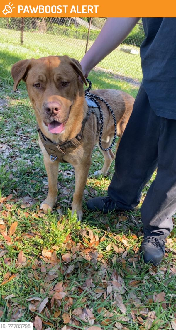 Found/Stray Male Dog last seen Blackwater Dr Lakeland FL, Hillsborough County, FL 33810