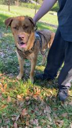 Found/Stray Male Dog last seen Blackwater Dr Lakeland FL, Hillsborough County, FL 33810