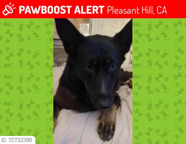 Lost Female Dog last seen Walnut creek motel 6, Pleasant Hill, CA 94523