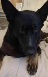 Lost Female Dog last seen Walnut creek motel 6, Pleasant Hill, CA 94523