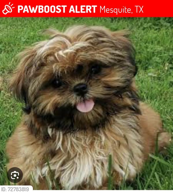 Lost Female Dog last seen Near Saddlehorn drive Mesquite Texas, Mesquite, TX 75181