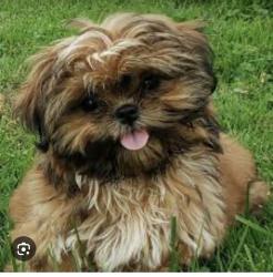 Lost Female Dog last seen Near Saddlehorn drive Mesquite Texas, Mesquite, TX 75181