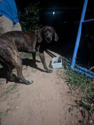 Found/Stray Male Dog last seen Top of the world community , Tallassee, TN 37878