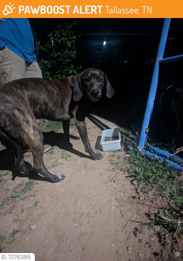 Found/Stray Male Dog last seen Top of the world community , Tallassee, TN 37878